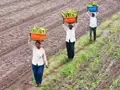 Centre to Create 2,500 Farmer Producer Organizations worth Rs 700 crore