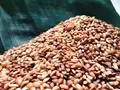 Assam’s Red Rice exported to United States for the first time