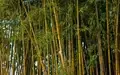 A complete guide to Bamboo Cultivation