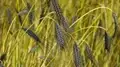 Purple, Black & Green Wheat Crop: How it is Beneficial for Farmers & Cancer Patients?