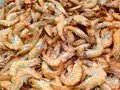 India Opposes China’s Fresh Barriers on Shrimp Import at WTO