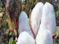 Price of BG2 Cotton Seed hiked by 5 percent