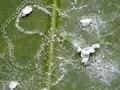 Coconut Growers concerned about Whitefly Infestation