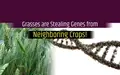Study Reveals Grasses Stealing Genes from Their Neighbors!