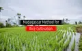 What is Madagascar Method for Rice Cultivation?