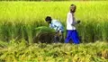 PMFBY Update: Assam to Register 5 lakh Farmers under Pradhan Mantri Fasal Bima Yojana till July 31