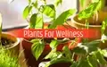 Home Gardening: Grow these 7 Indoor Plants for Wellness