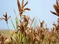 Ragi Cultivation Guide: Best Varieties, Sowing Process, Pest Control, Harvesting and Much More