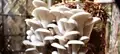 Mushrooms: An Alternative to Agricultural Livelihoods in the North East