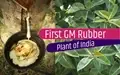 Rubber Board Plants the First Genetically-Modified (GM) Rubber in India
