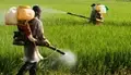 To buy Pesticides, Prescription Slips of  Agriculture Officers Mandatory in Telangana