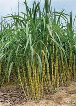 Sugarcane cultivation