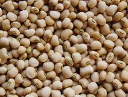 Cowpea Cultivation cultivation
