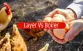 Poultry Farming: Which is More Profitable Layer or Broiler