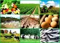 20 Most Demanding & Profitable Agriculture Business Ideas in India