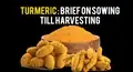 Turmeric – Brief on sowing till harvesting