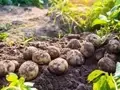 Commercial Potato Farming: Earn up to 2.5 Lakhs in 4 Months with Minimal Efforts