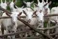 Goat Farming Business Plan: Important Tips
