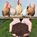 Indian Scientists Convert Poultry Feather & Wool Waste to Animal Feed & Fertilizer