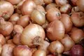Best Varieties of Onion in India for Higher Yield & Profits