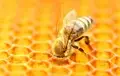 This Super Food Protects Bees from Pesticides