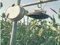 Farmer's Desi 'Jugaad' to Keep Birds Out of Crops Impresses Netizens
