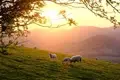 Sheep Farming: 10 Winter Care Tips for Sheep Farmers