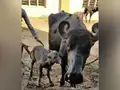 India’s First IVF Banni Buffalo Calf Born In Gujarat