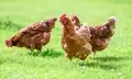 Bird Flu is Becoming a Big Problem for Poultry Farmers