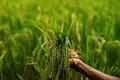 More Than 209 Lakh Tonnes of Paddy Procured in Current Kharif Season