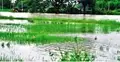 1.5 lakh acres of Crops Swamped by Rainwater in Tamil Nadu