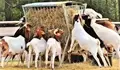 Goat Farming: Govt Provides 90% Subsidy for this Enterprise; Earn Over Rs 2 Lakh Every Month