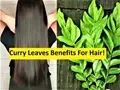 Curry Leaves For Hair: Use This Miraculous Super Food During Winters!