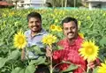 Sunflower Farming Helps This Kerala Farmer Earn Rs 10 Lakh Every Season
