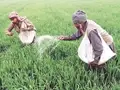 Government’s Fertilizer Subsidy May Reach Up To Rs 1.5-Lakh Crore This Fiscal