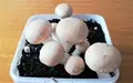 Mushroom Cultivation: Scientist Tells How One Can Grow Mushroom in Pots at Home