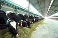 UP Gopalak Yojana: Dairy Farmers Will Get Rs.40000 Annually; Know How