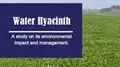Hyacinth  used for making Fertilizer and Biogas