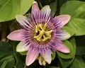 Nutritional Benefits & Cultivation Practices of Passion Fruit
