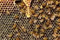 India Plans to Expand Honey Exports to the European Union, Southeast Asia