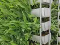 Vertical Farming: Earn Rs 2.5 Crore with This Israeli Farming Technique, Full Cost & Profit Analysis Inside