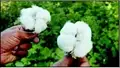 BT cotton will bring good days of farmers