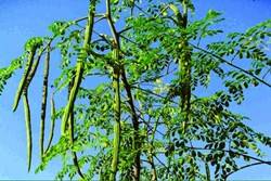 Moringa Cultivation Guide  cultivation