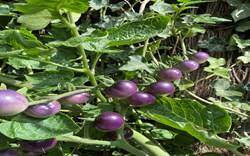 Purple Tomatoes cultivation