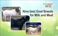 Nine best Goat Breeds for Milk and Meat