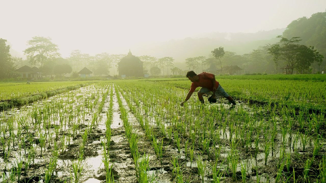 Pictorial representation of a farmer (Image Source: Photopea)