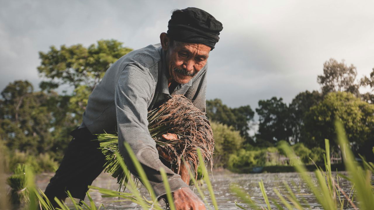 Nagaland Farmer (Image Source: Pexels)