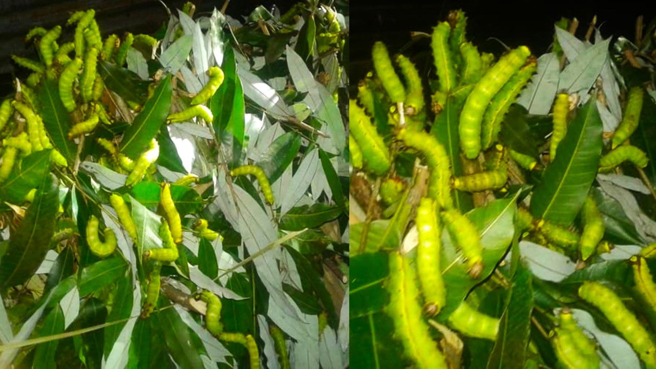 Muga Silkworms