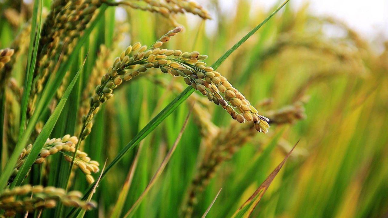 Representational photo of rice (Image Source: Photopea)