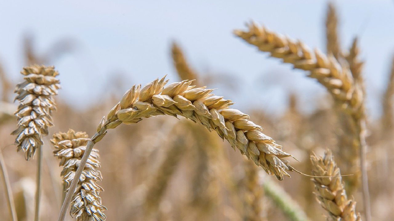 Representational image of wheat (Image source: Photopea)